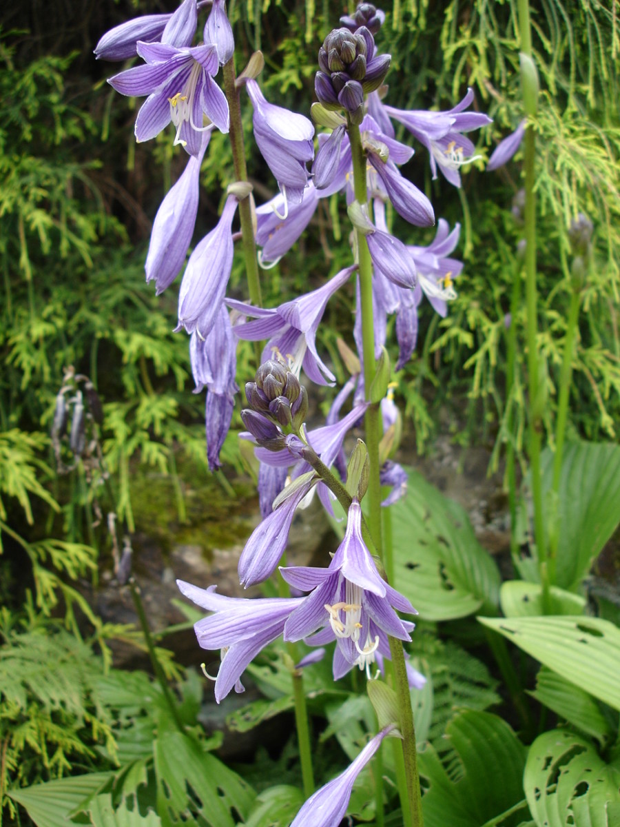 Hostas with purple flowers are a great and easy way to bring color to your shady areas. 