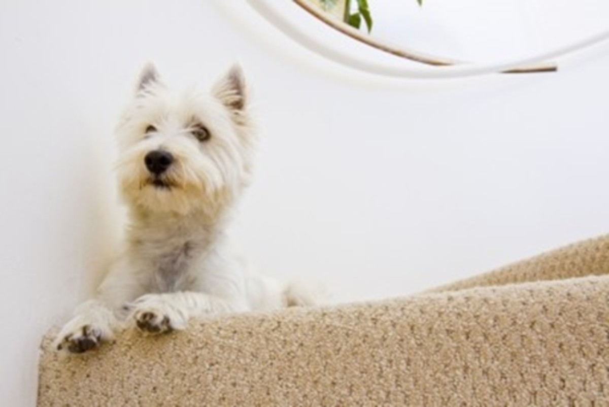 How to Get Dog Hair Out of Your Carpet