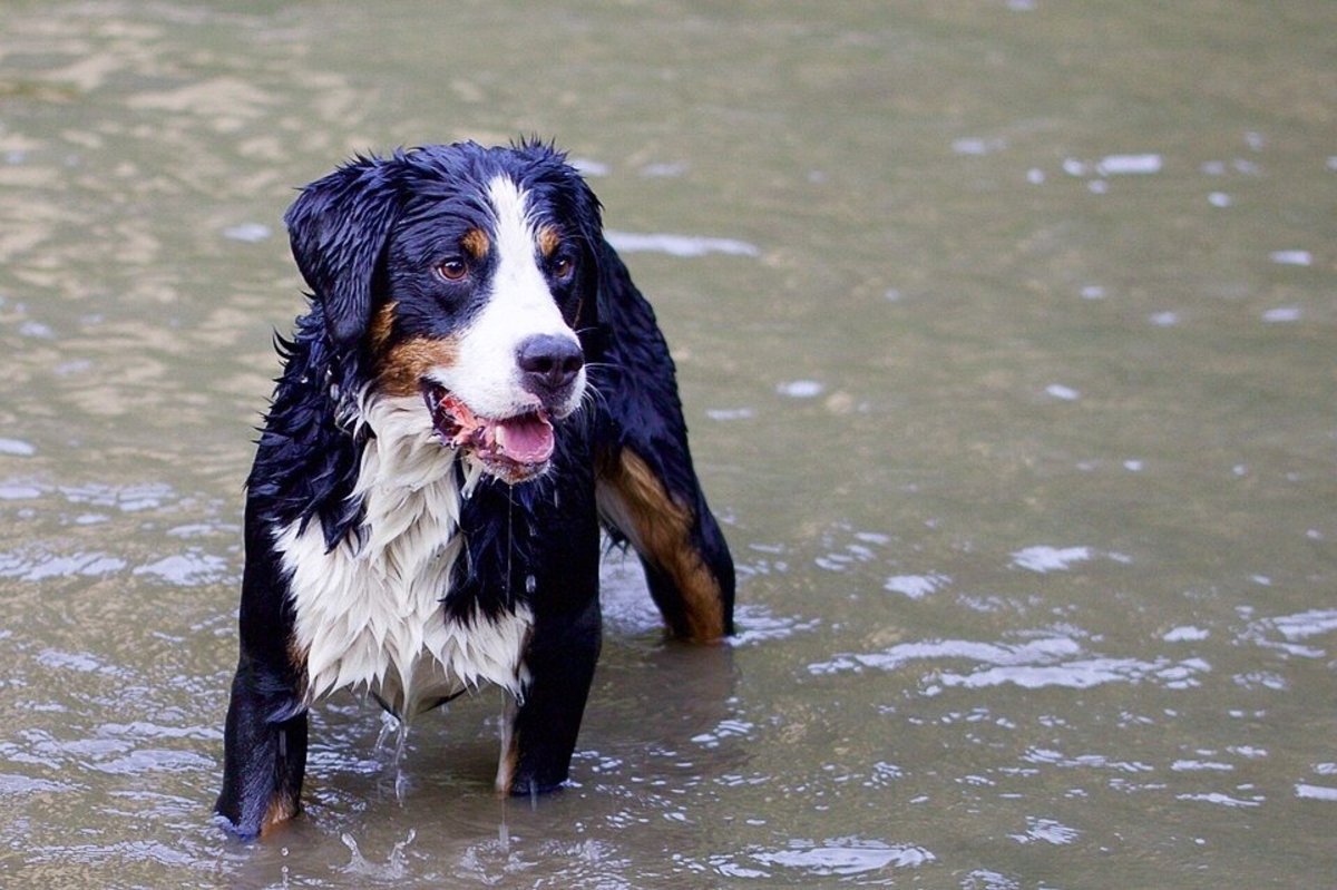 Dog owners should be careful about the type of water that their dog enters. Stagnant water may transmit leptospirosis.