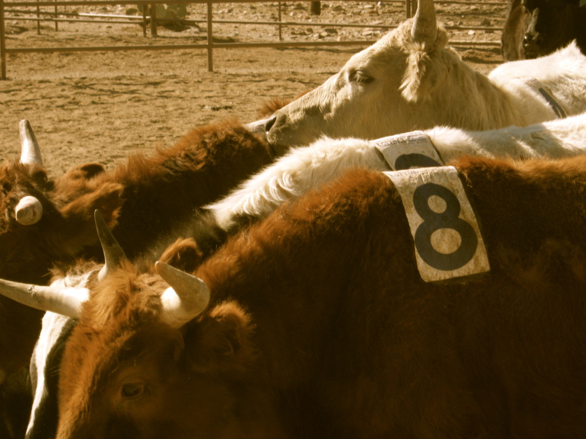 how-to-introduce-your-horse-to-cattle