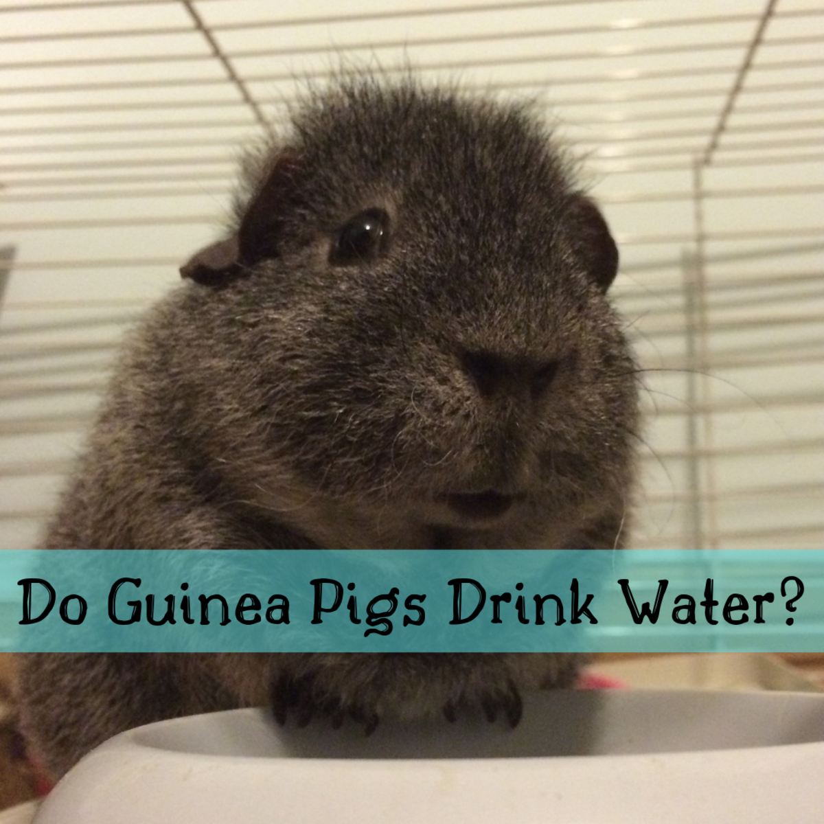 how to get a guinea pig to drink water