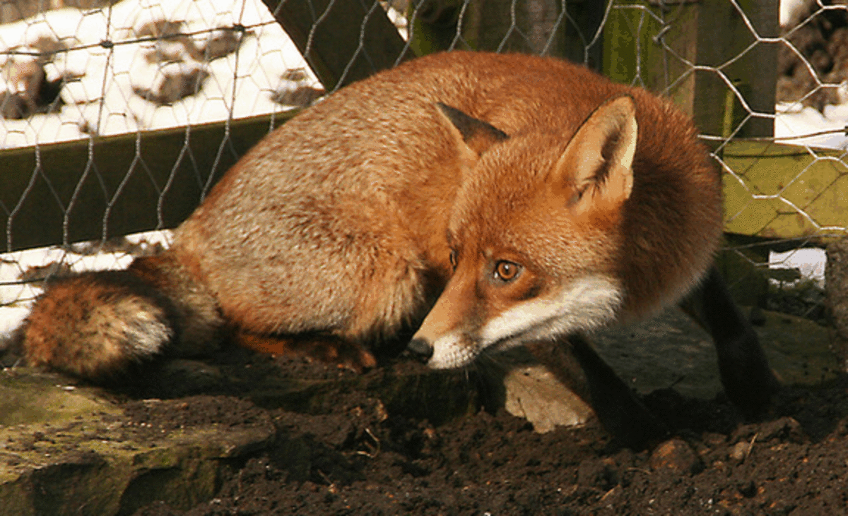 Farm foxes reveal interesting insights on dog domestication.