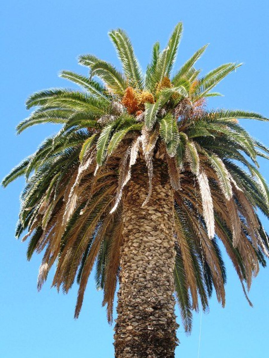 How to Identify Species of Palm Trees
