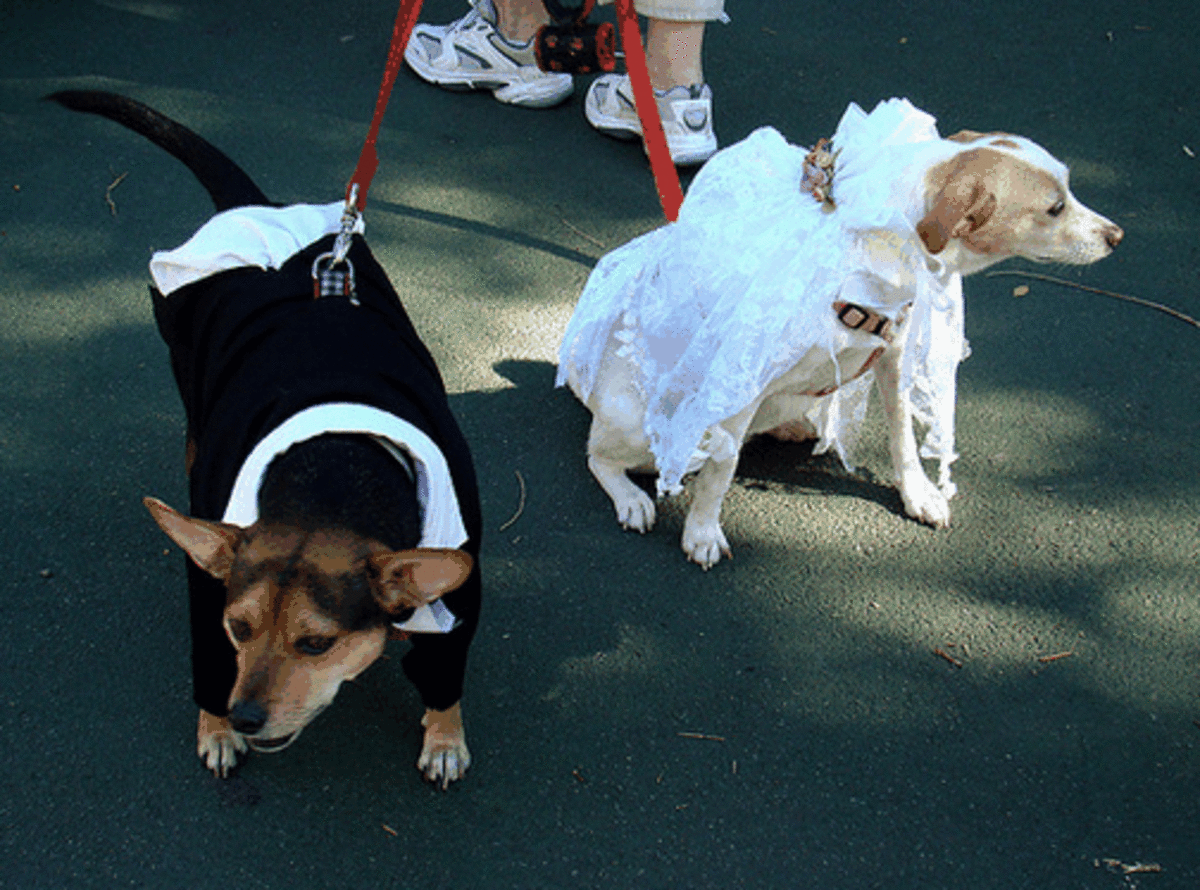 "Marriages" in dogs are open to "extra-marital affairs."