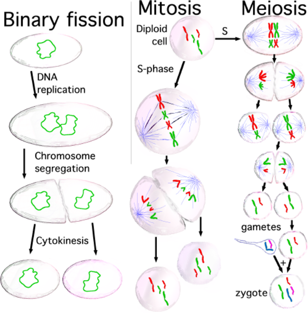 stages of mitosis in order with description