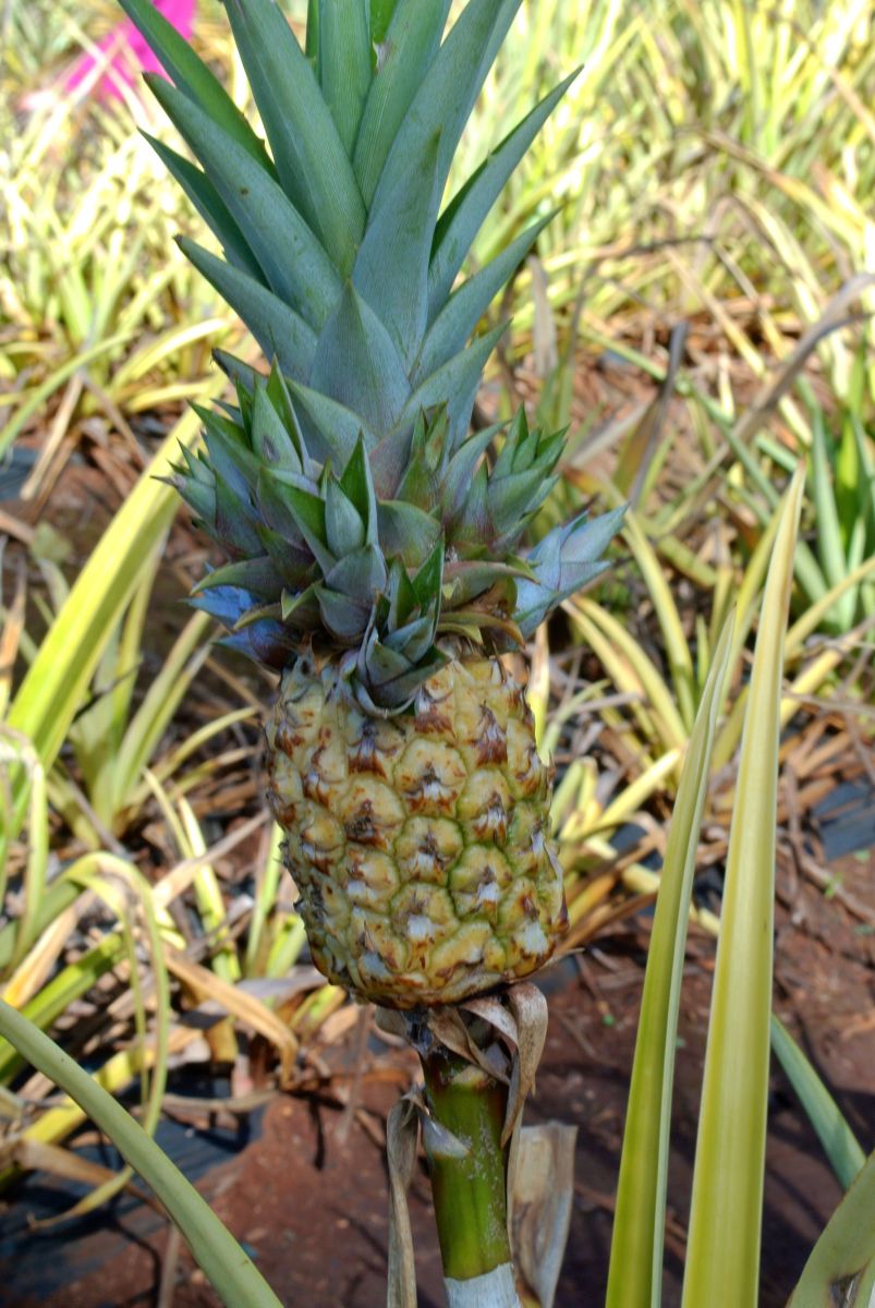 See growing pineapples at the Dole Plantation