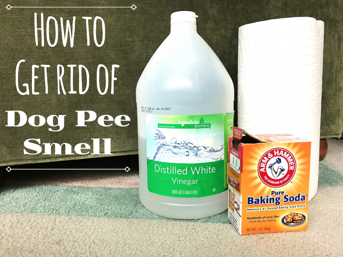 how do i remove the smell of dog urine from my carpet