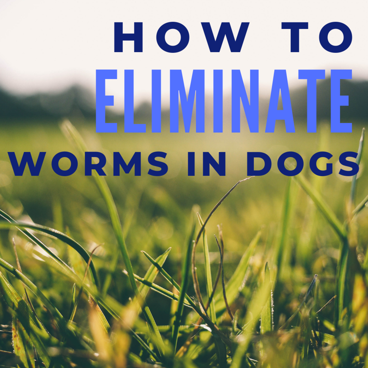 How to eliminate worms in dogs.