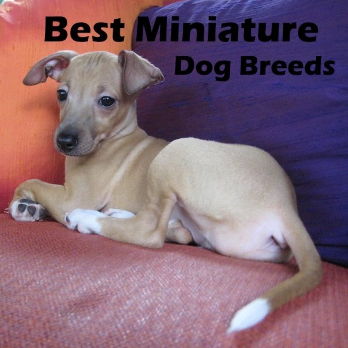 best mini dogs