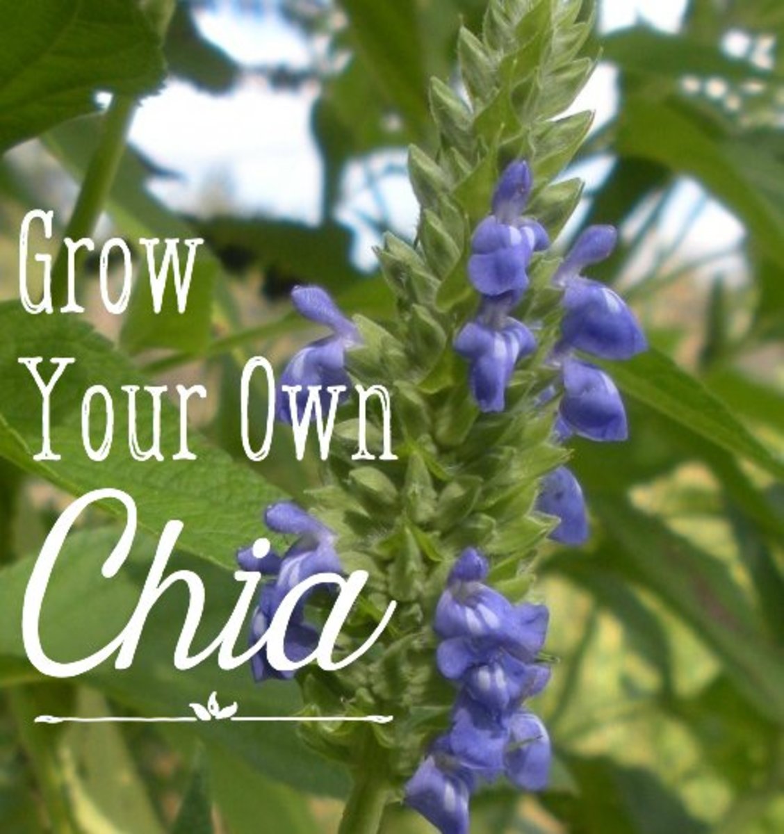 how i grow and harvest organic chia seeds - dengarden