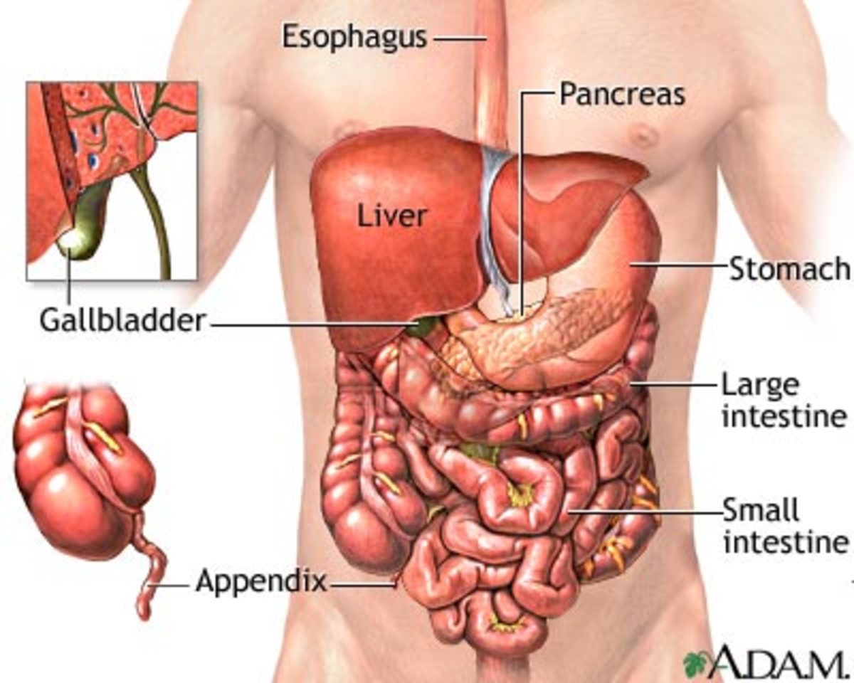 Желудок под печенью. Внутренние органы. Органы живота. Органы в левом боку.