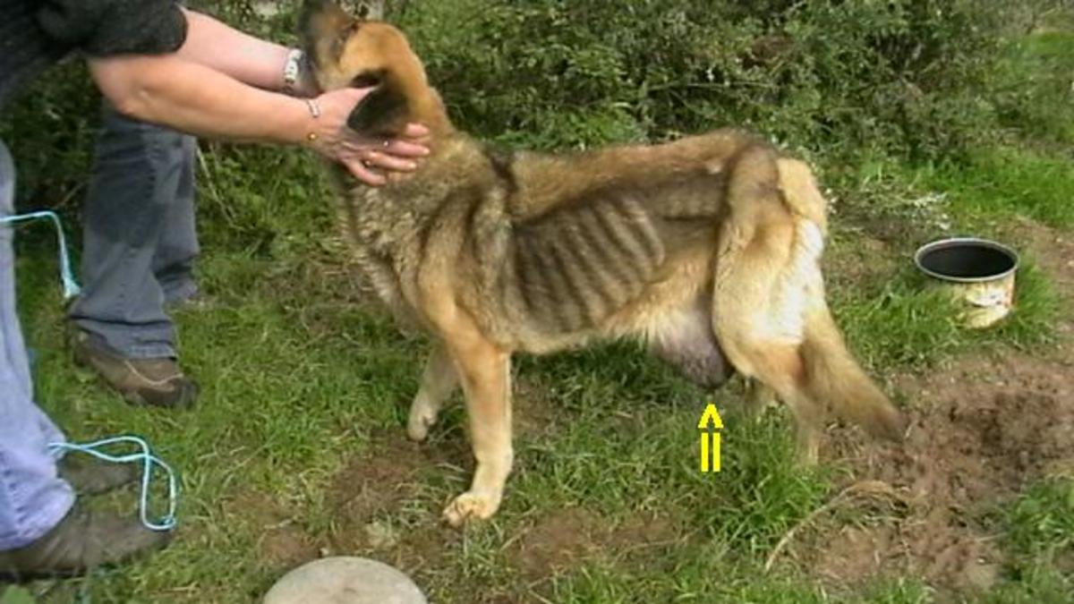 Female dog with mammary tumor (see yellow arrow for location)