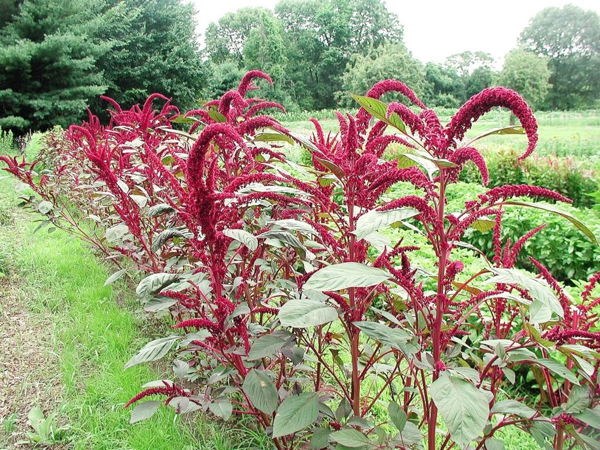 One of the many types of amaranth plants