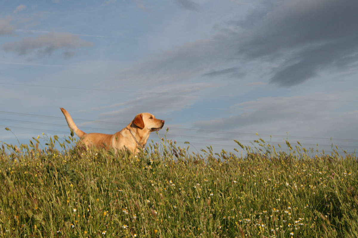 Best Five Popular Family Dog Breeds PetHelpful By fellow animal lovers and experts