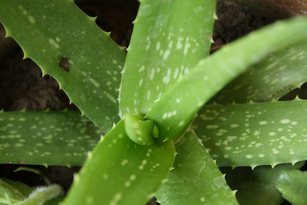 Aloe Vera can help you achieve strong, shiny and healthy hair.