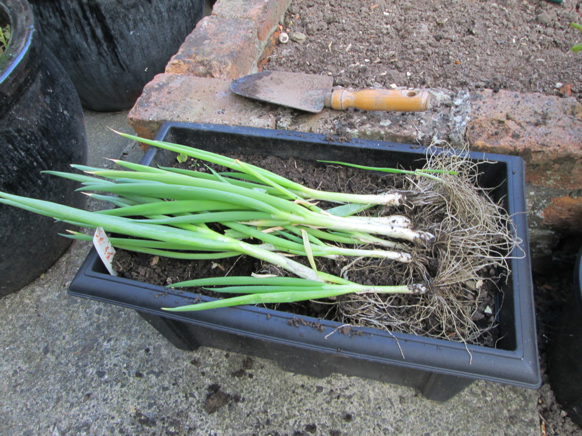 Scallions Growing