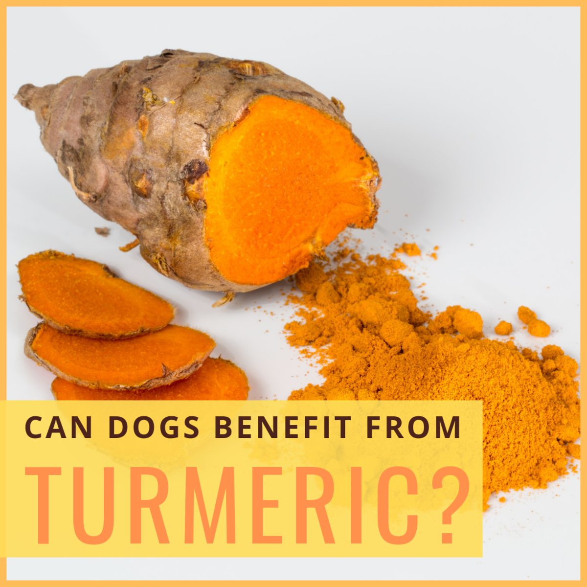 Turmeric has recently come to the fore as a superfood, but is it good for dogs?