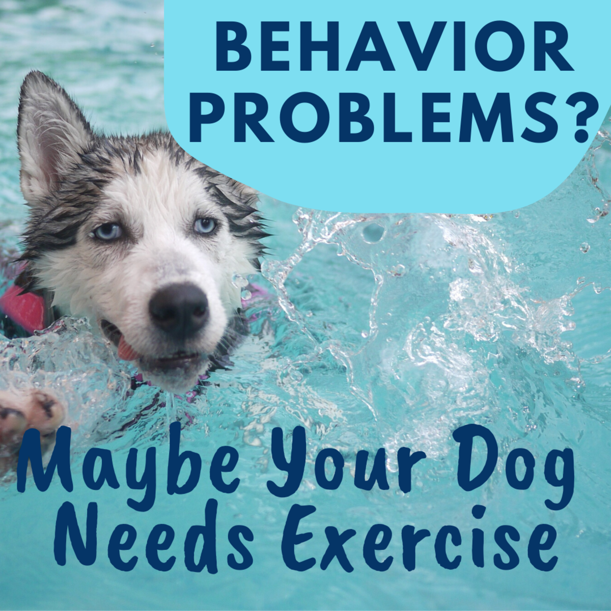 How Can I Help My Dog With Behavior Problems