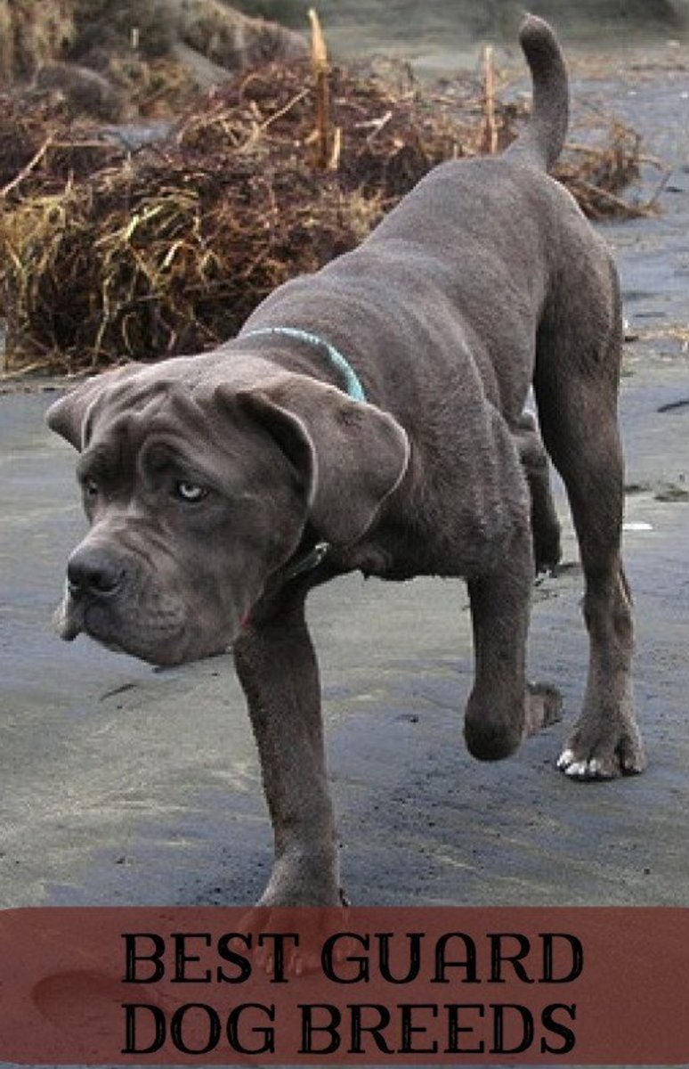 It might not seem like it, but even this young Neapolitan Mastiff (Neo) knows how to be a guard dog.