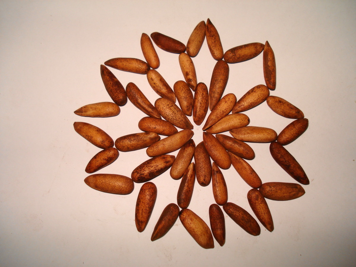 The Nutritional and Health Benefits of Pine Nuts and Pine Nut Oil