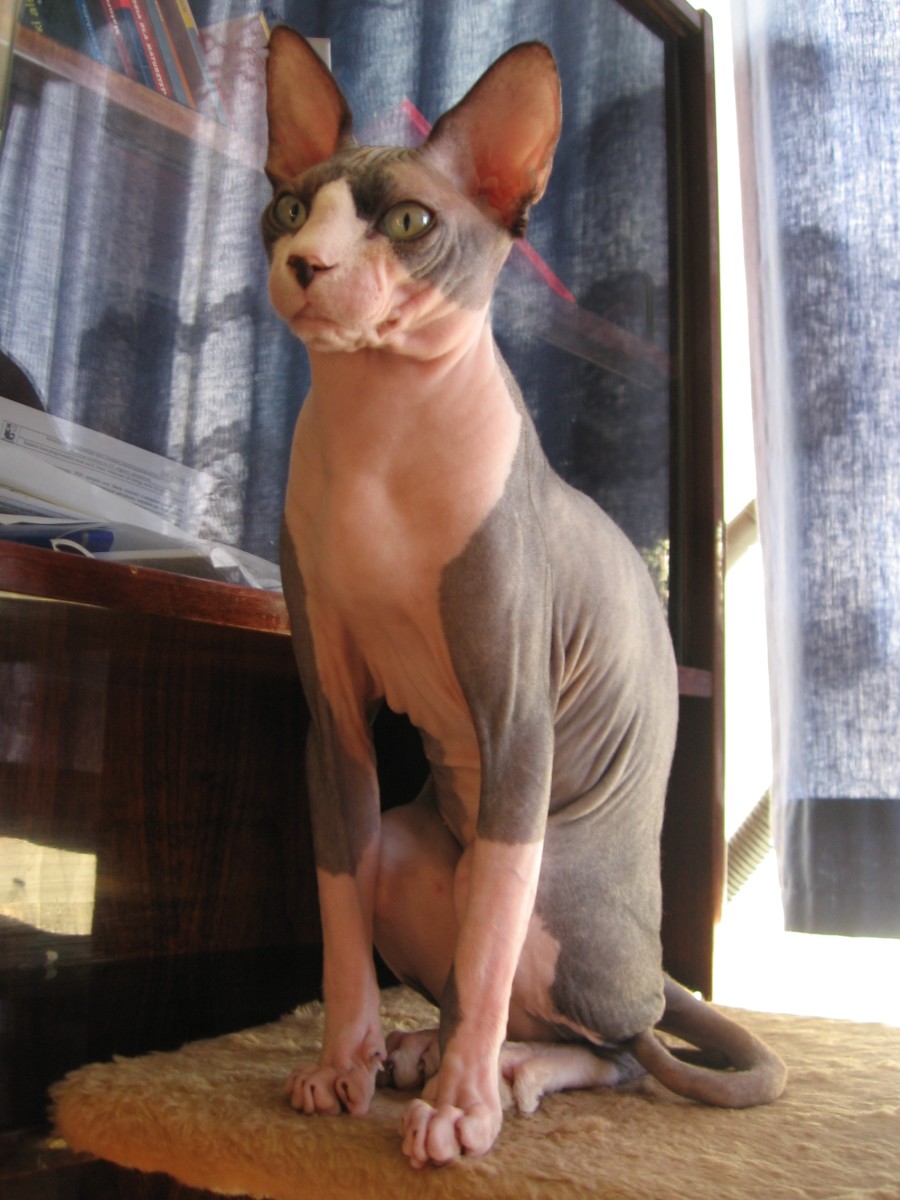 Sphynx- a hairless cat breed