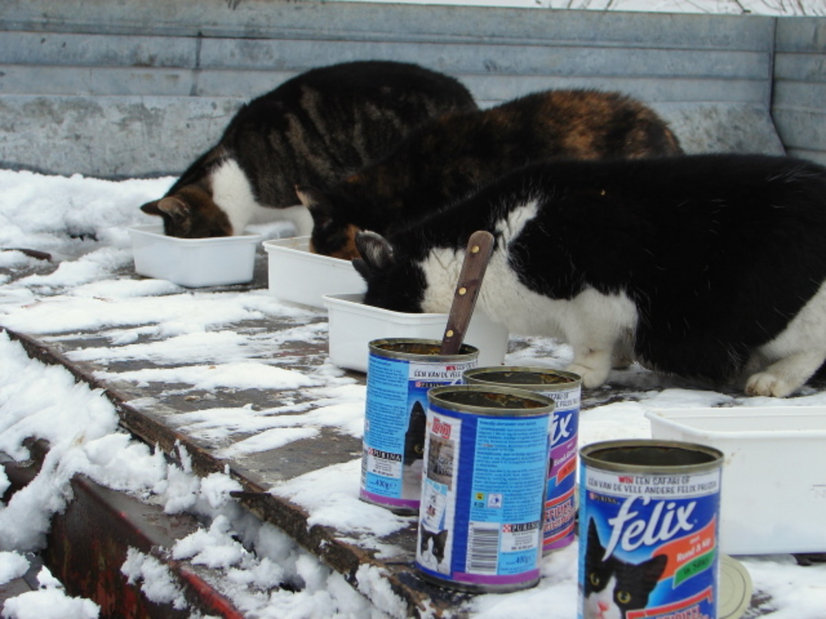 Sometimes a cat will come out for canned food.