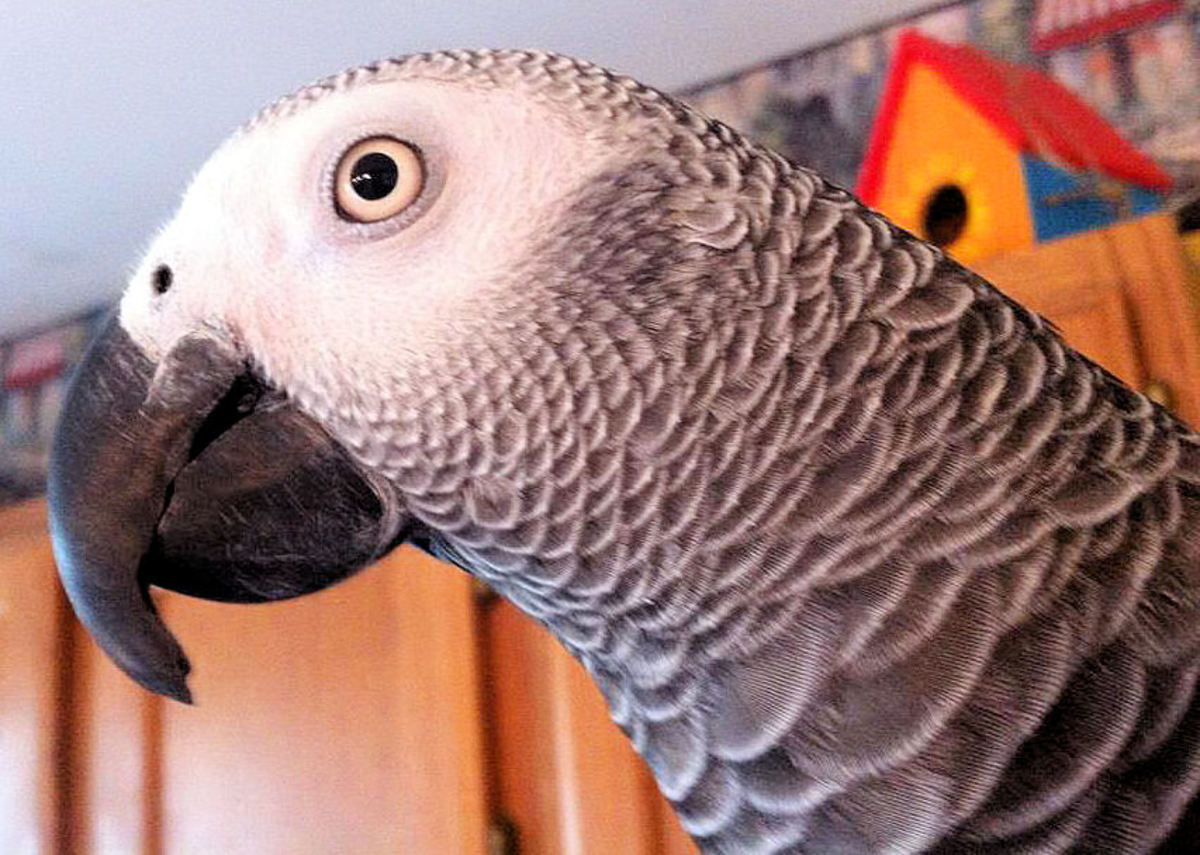 African Grey Parrots as Pets