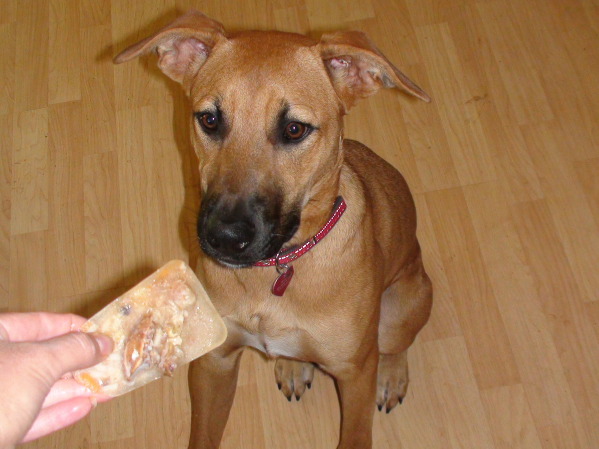 Bella at 8 months. Always in a perfect sit for a cool meat treat. It happens to be over 100 degrees when this was taken. The perfect snack for a hot day!