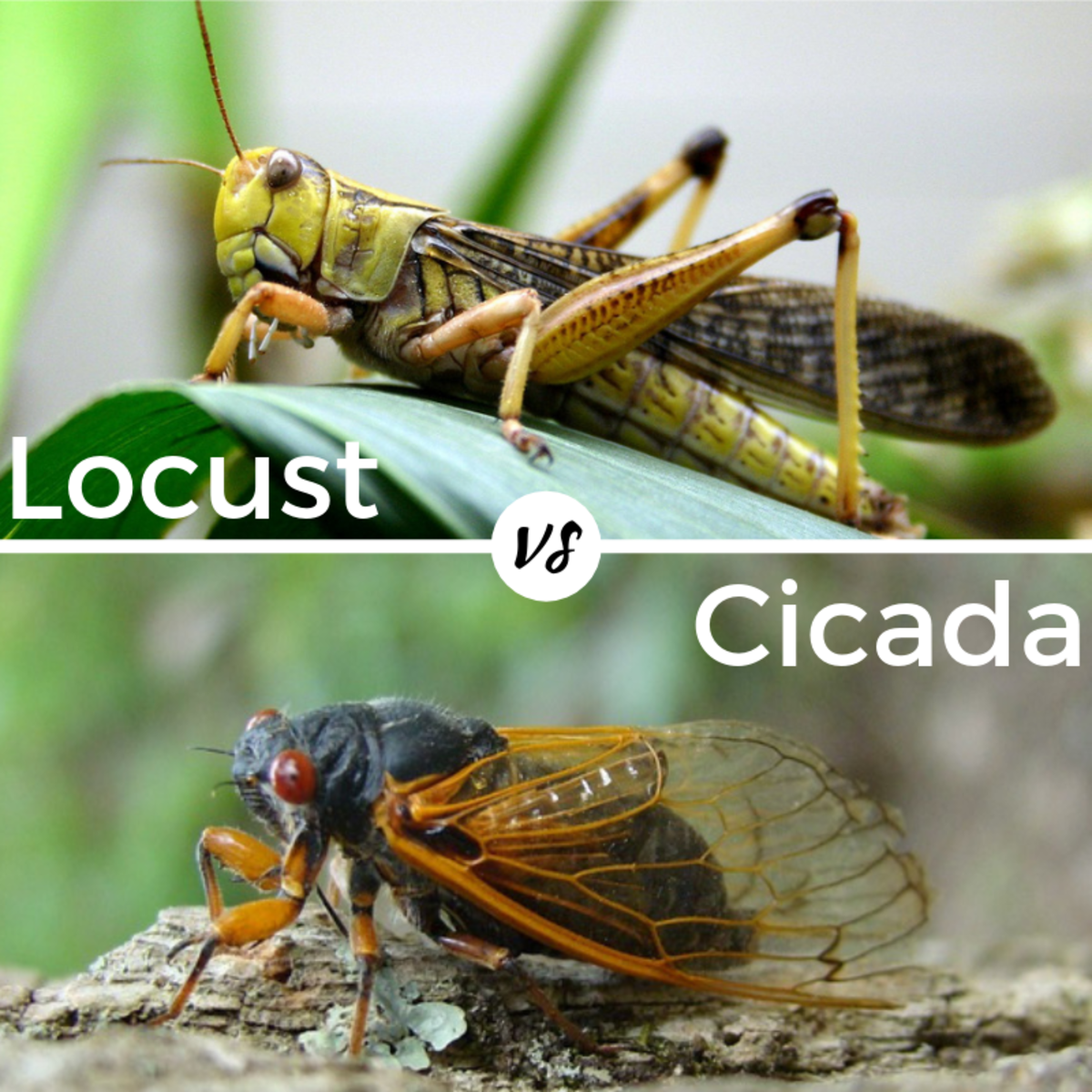 Collection 98+ Images pictures of locusts and cicadas Sharp
