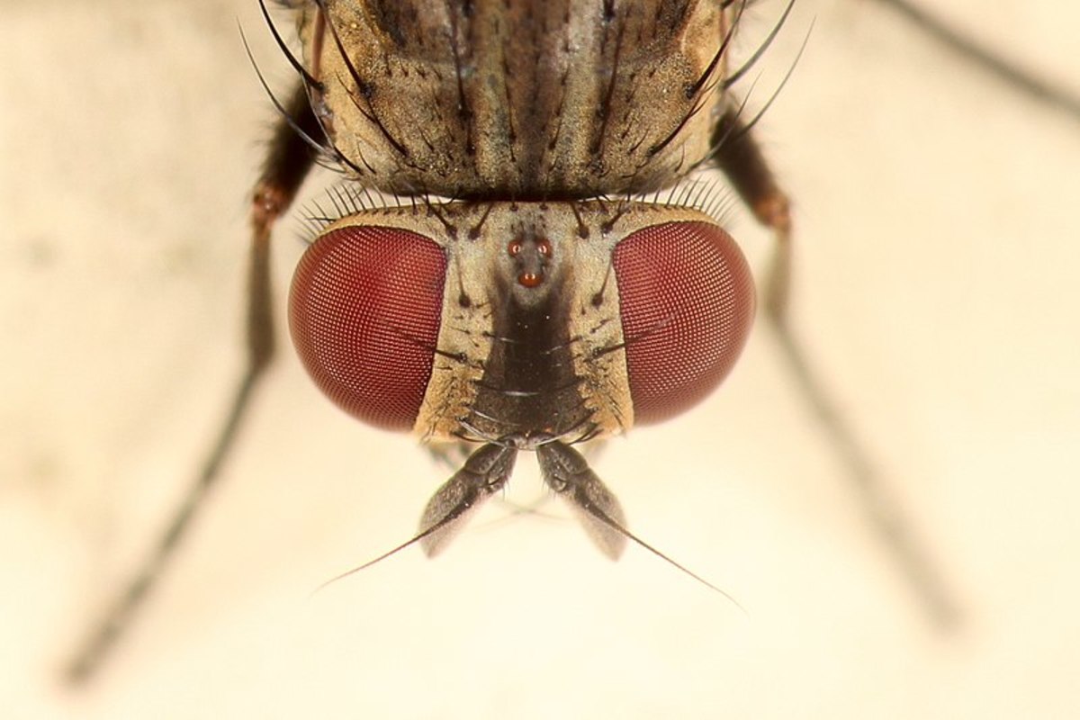 How Houseflies Can Bring Dangerous Bacteria Into Your Home