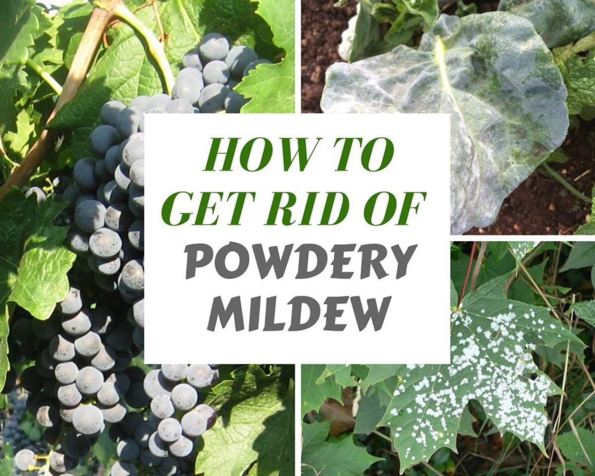 Organic Ways To Kill And Prevent White Powdery Mildew Dengarden