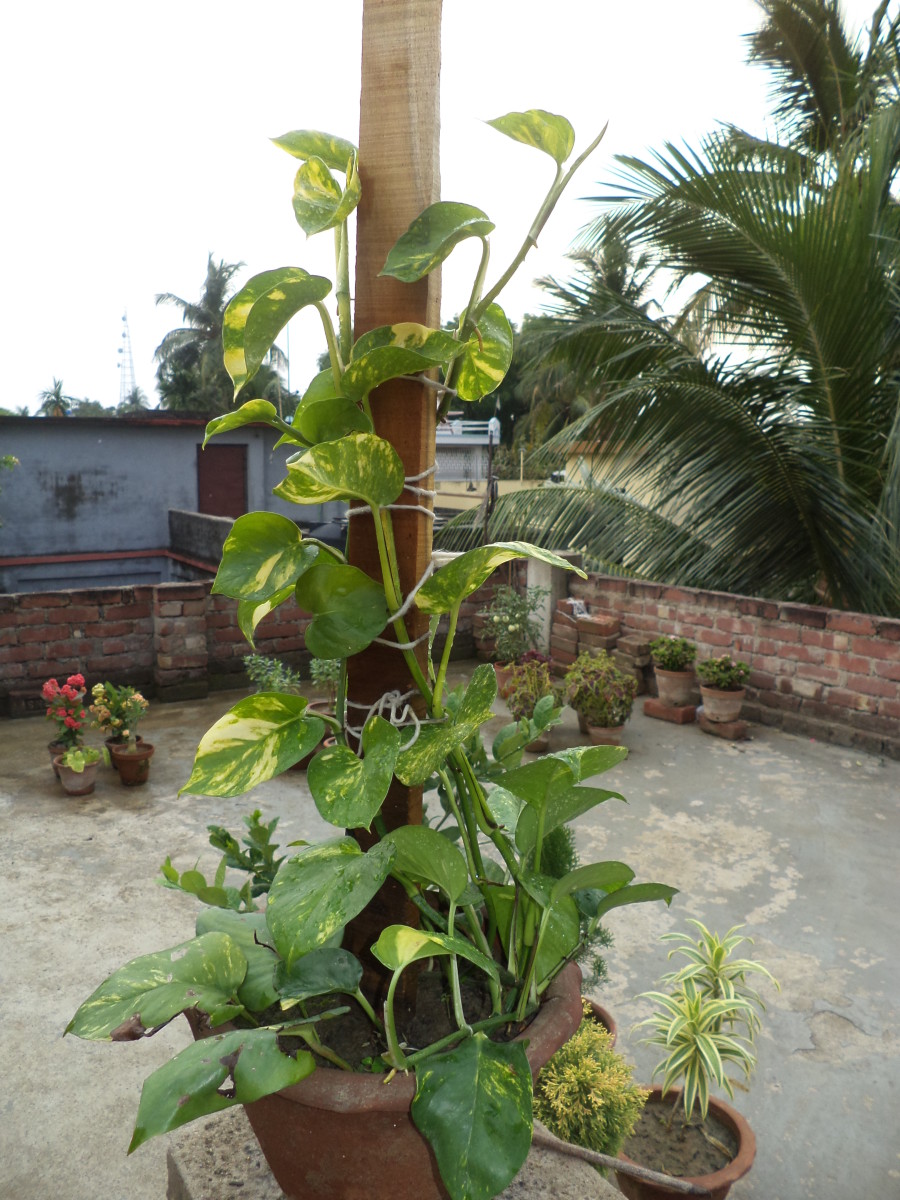 How To Grow Pothos Money Plant In A Decorative Way Dengarden - Money Plant Growing Ideas Indoor