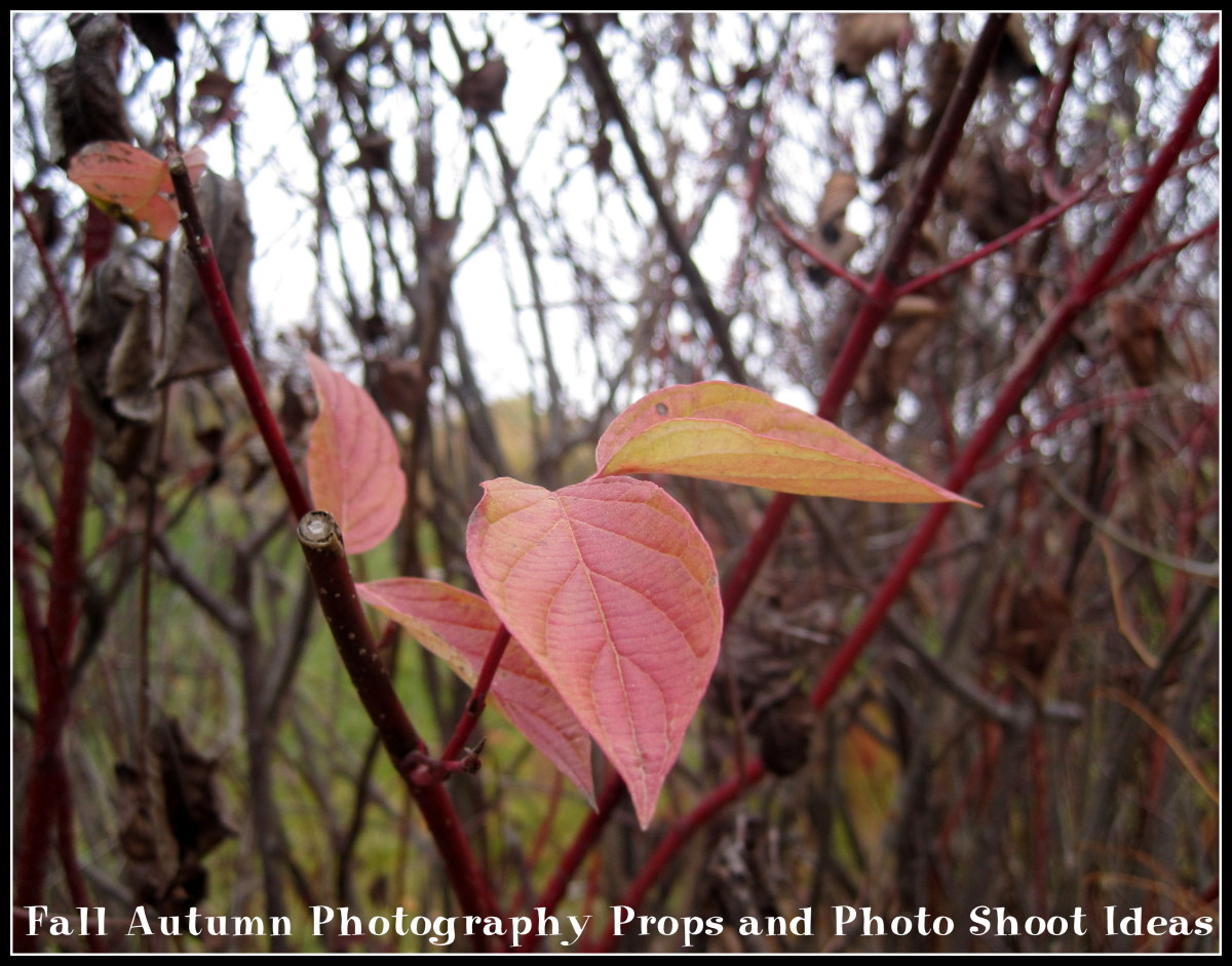 fall-autumn-photography-props-photo-shoot-ideas