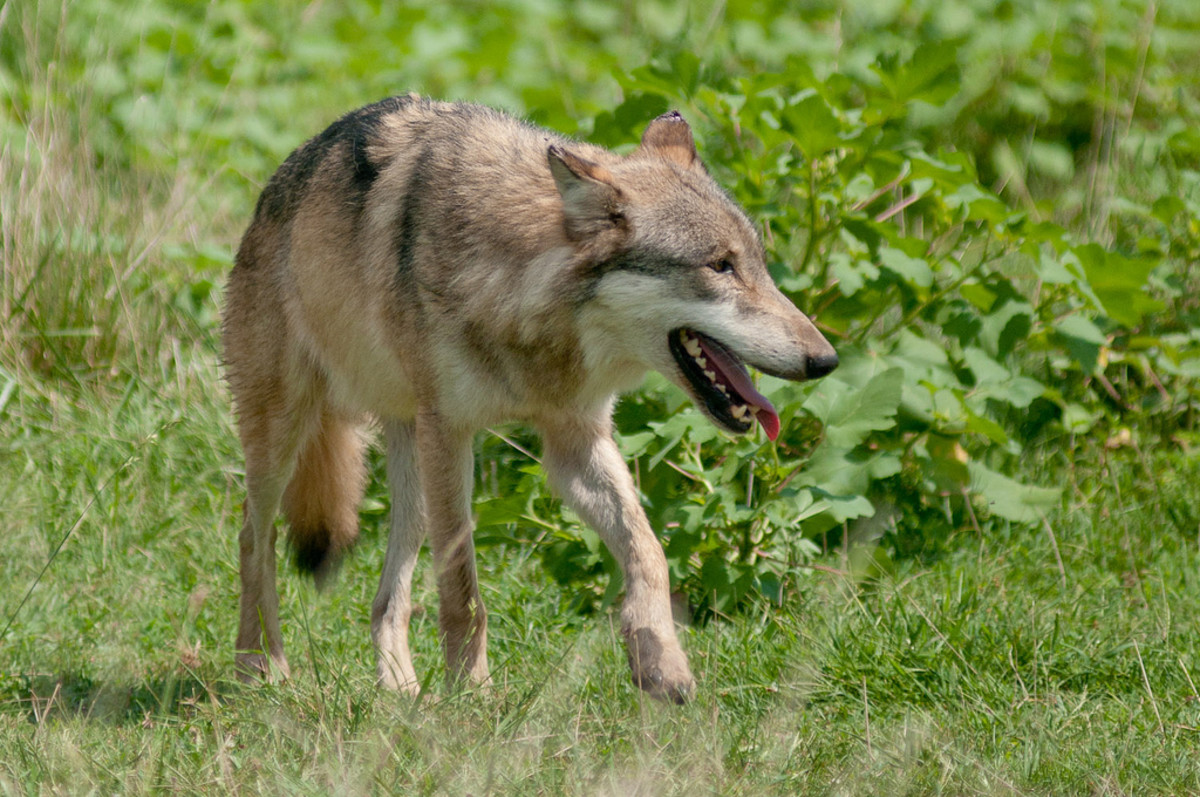 Confirmed: Animal Killed in Otsego County IS a Wolf