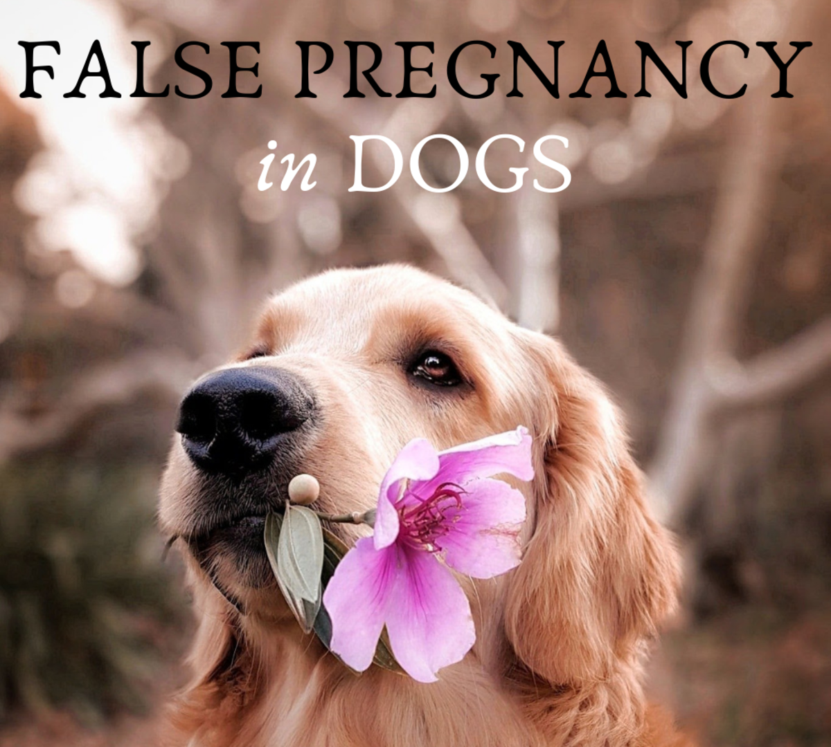 False Pregnancy in Dogs