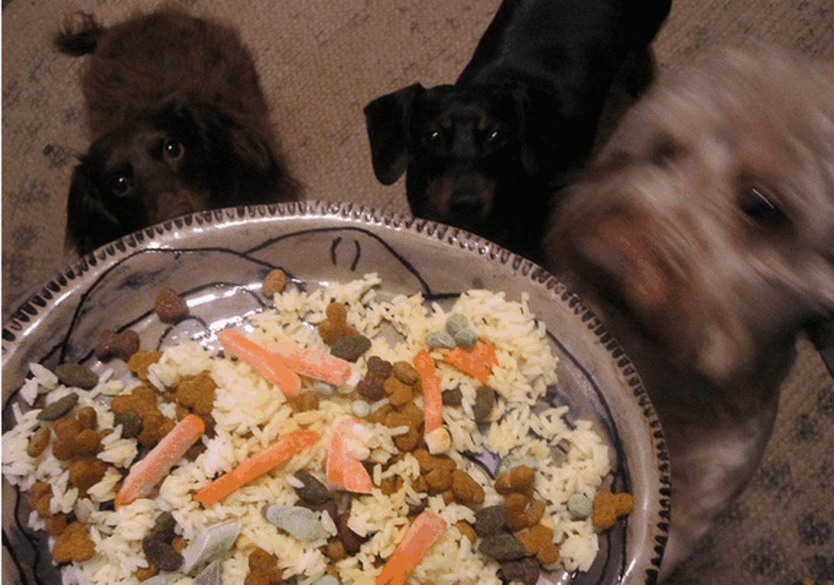 Bland diet recipes for dogs.