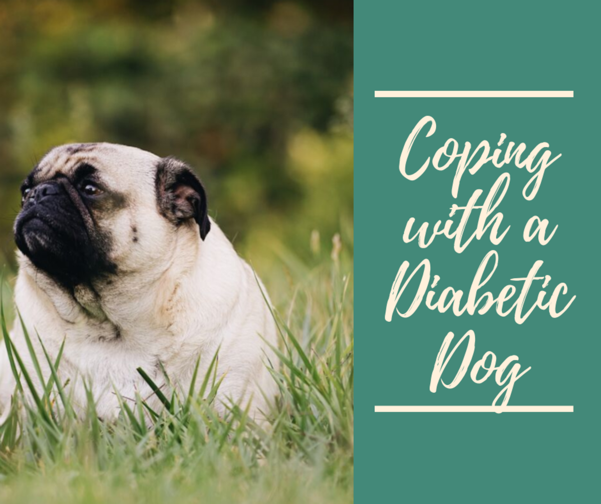 How To Cope With A Diabetic Dog Pethelpful