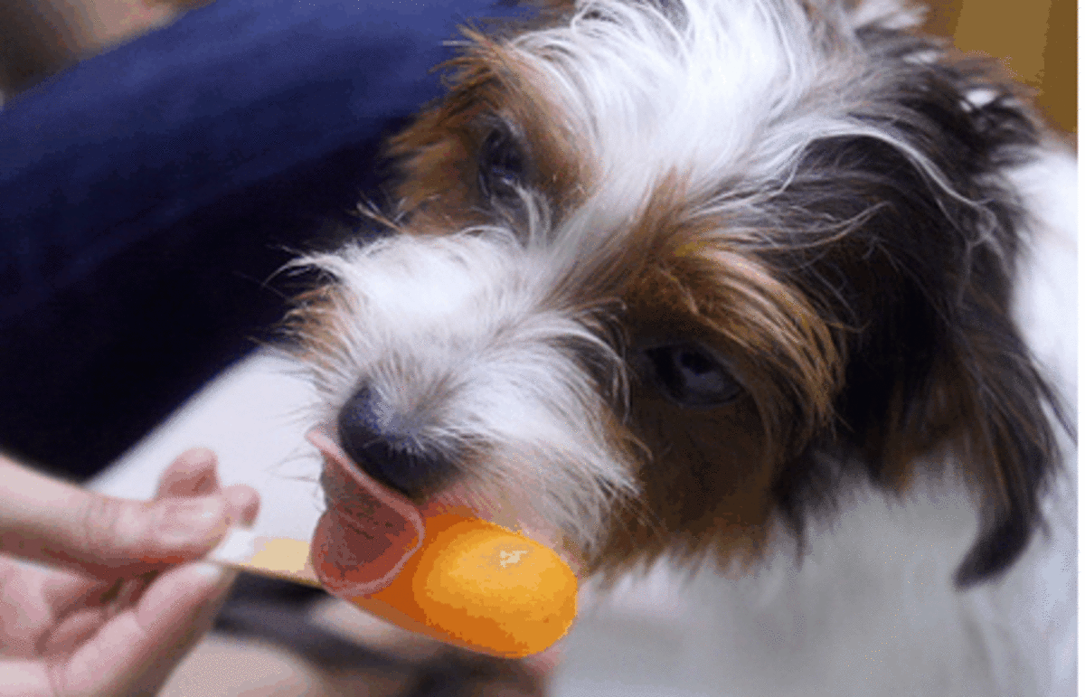 Puppy ice pops are a great way to cool down your
pooch.