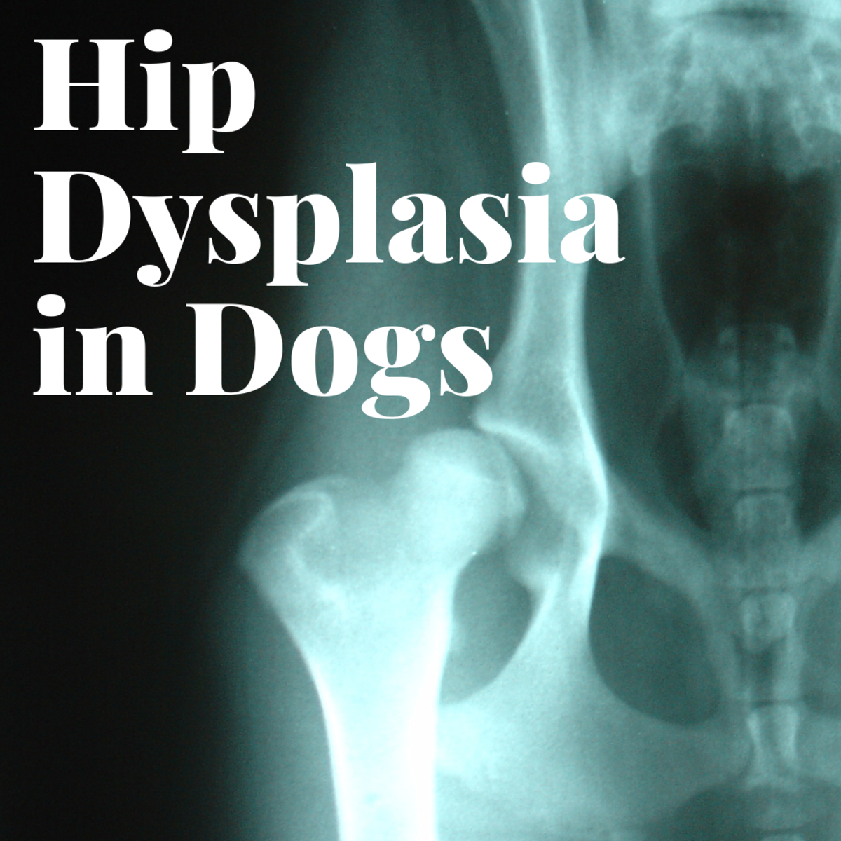 Alternative Therapies for Hip Dysplasia in a Dog