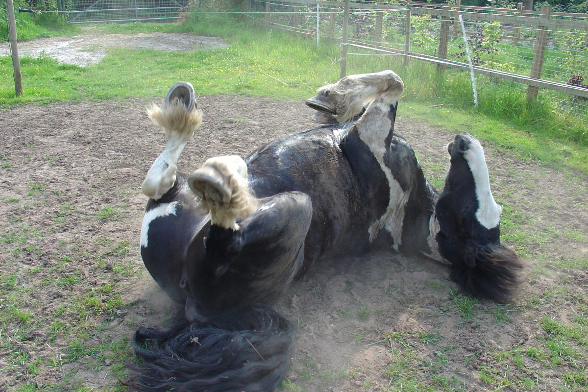 Horses love to roll in the dirt!