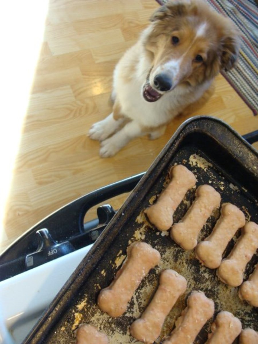 My pup, happily waiting for his treats to get baked.