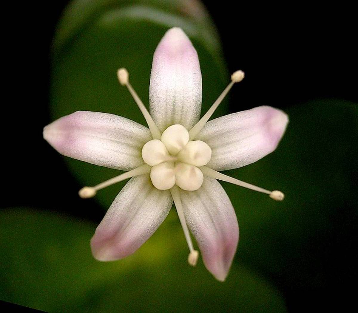 Flower of the jade plant