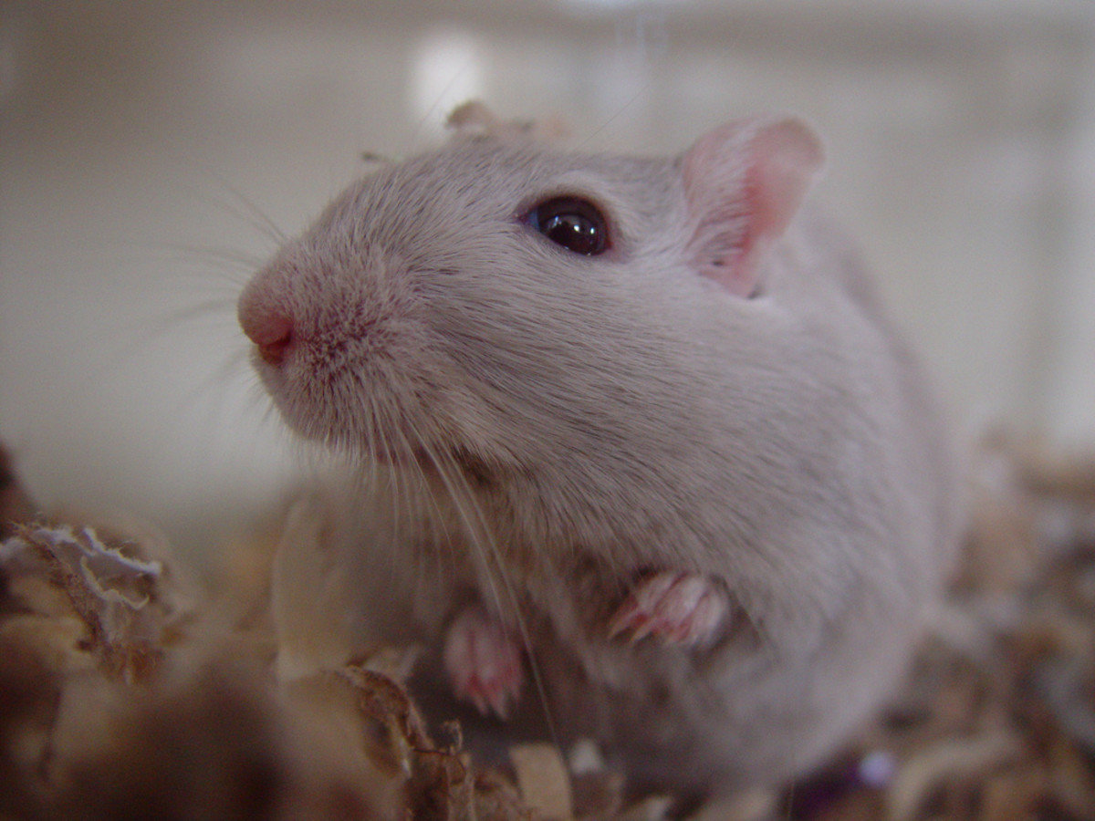 Pet gerbils are adorable as well as gentle and clean!