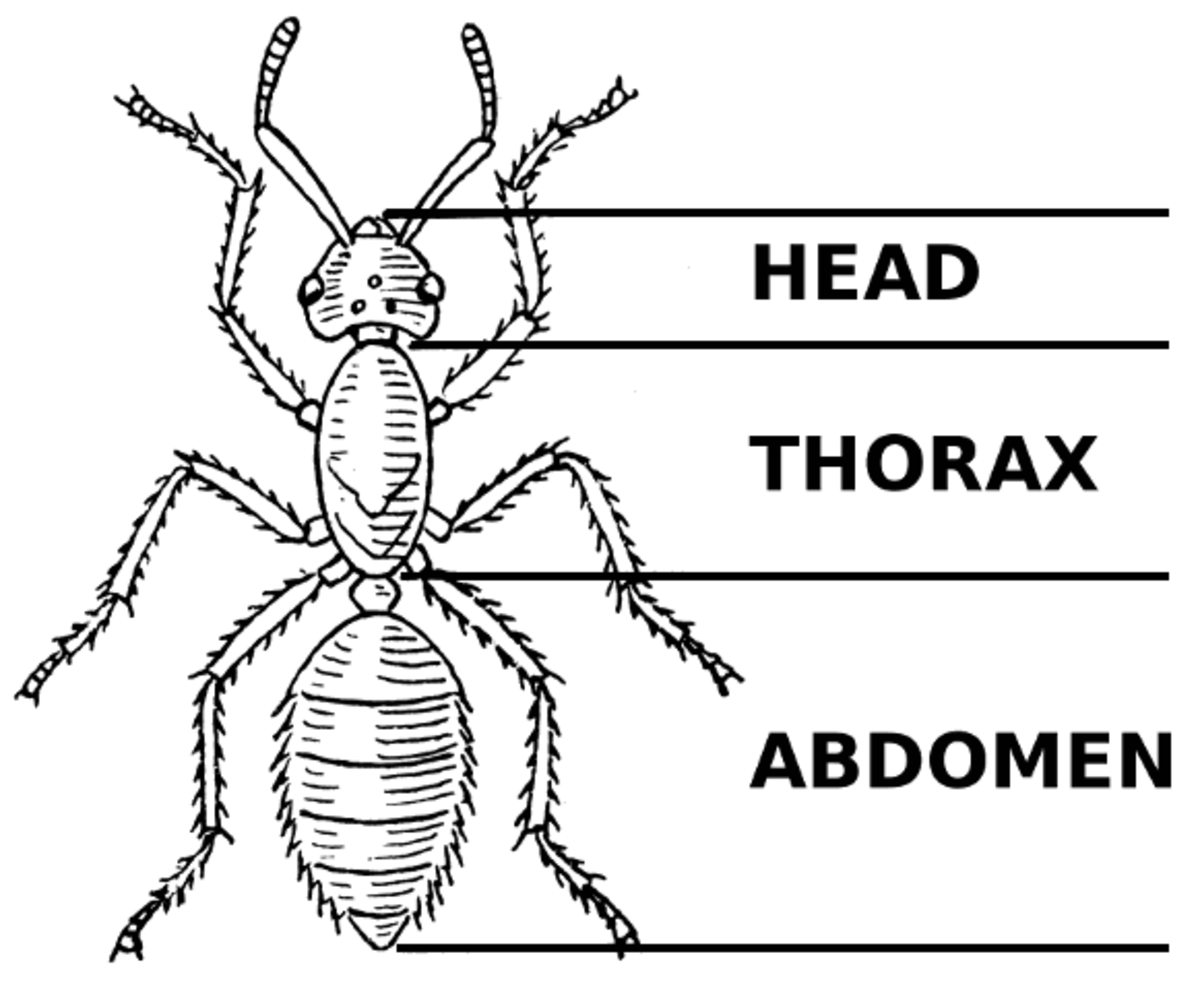 Learn About Ants And Ant Colonies For Kids With This Fun Story WeHaveKids