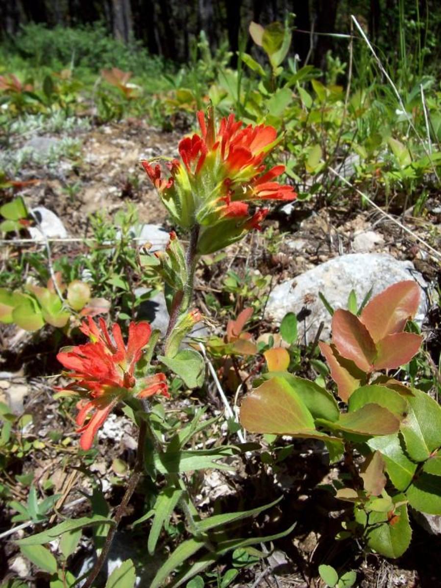 Facts, Legend & Lore About the Indian Paintbrush Owlcation