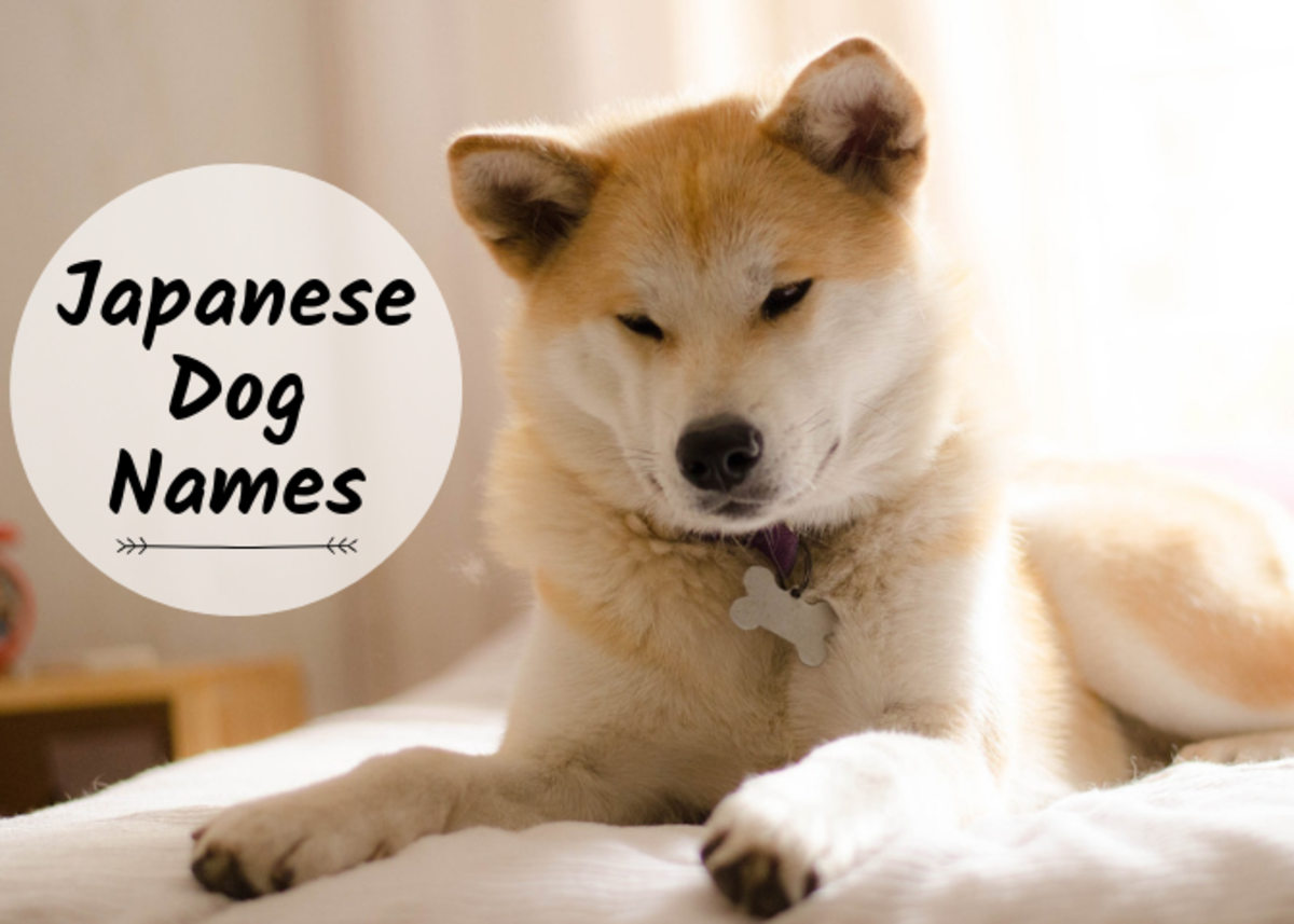 Find a Japanese name for your Akita, Shiba Inu, Tosa, or other Japanese dog breed.