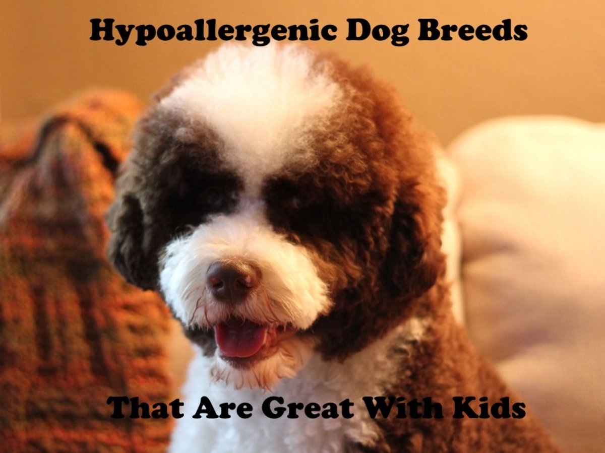 hypoallergenic dogs good with cats