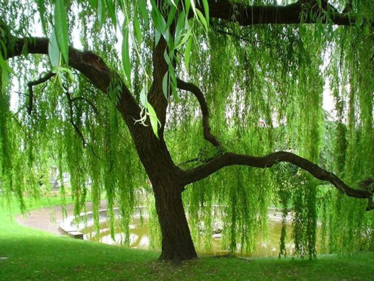 Underneath the canopy of a weeping willow tree in spring.