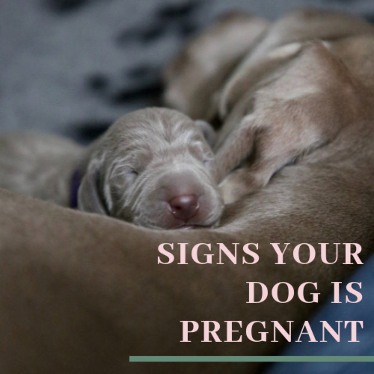 do dogs stop bleeding once pregnant