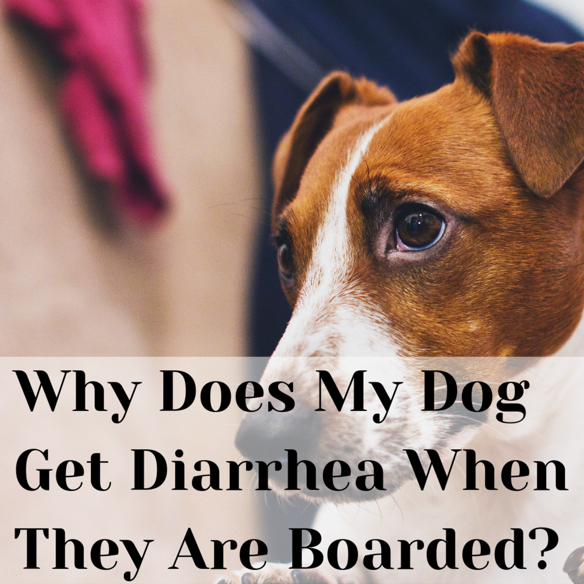 You and your dog are so happy to be reunited after boarding! Here is how to prevent the diarrhea that can happen afterwards.